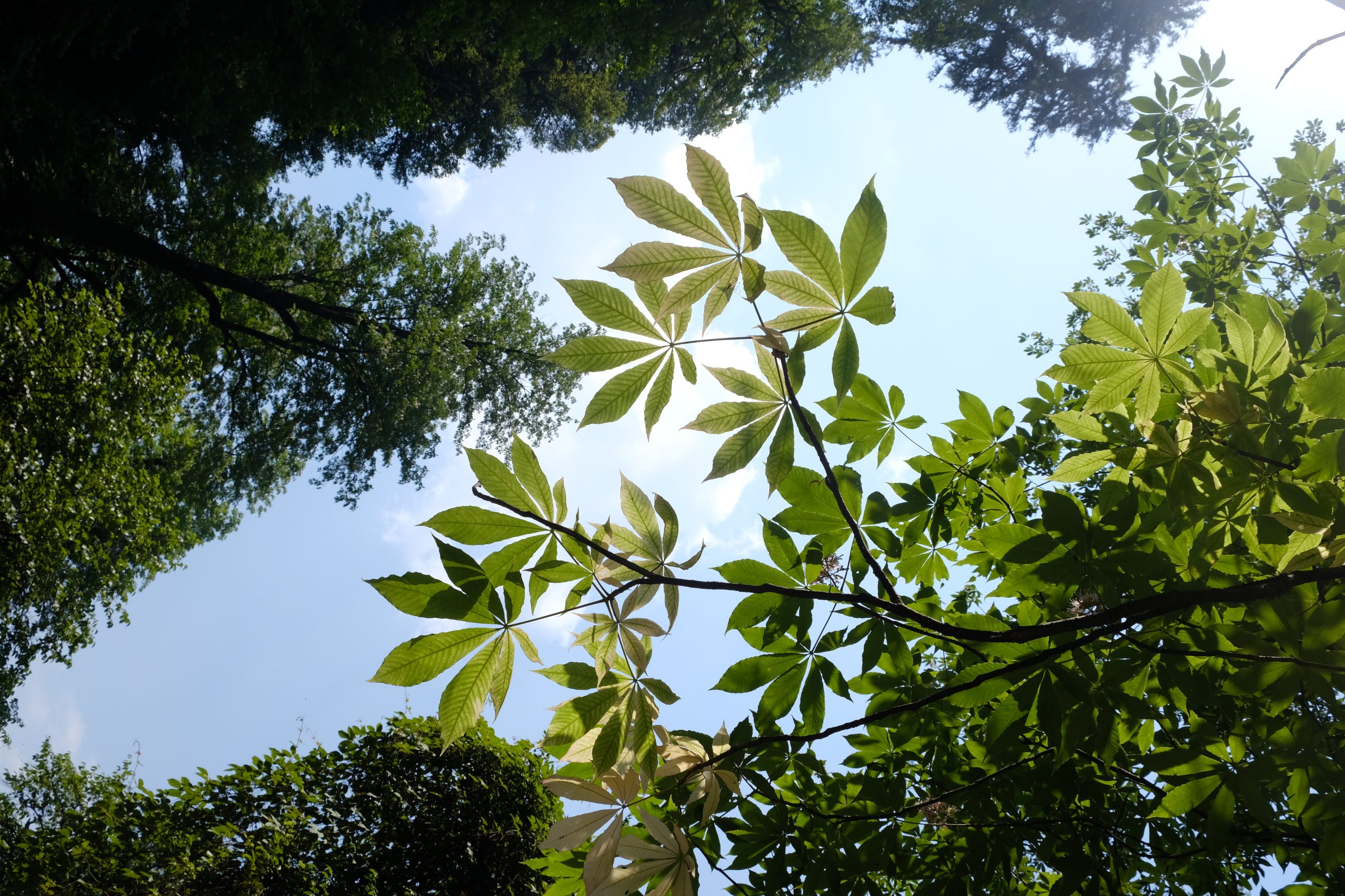 Forest Bathing at Ailyak – A Quiet Retreat into Nature