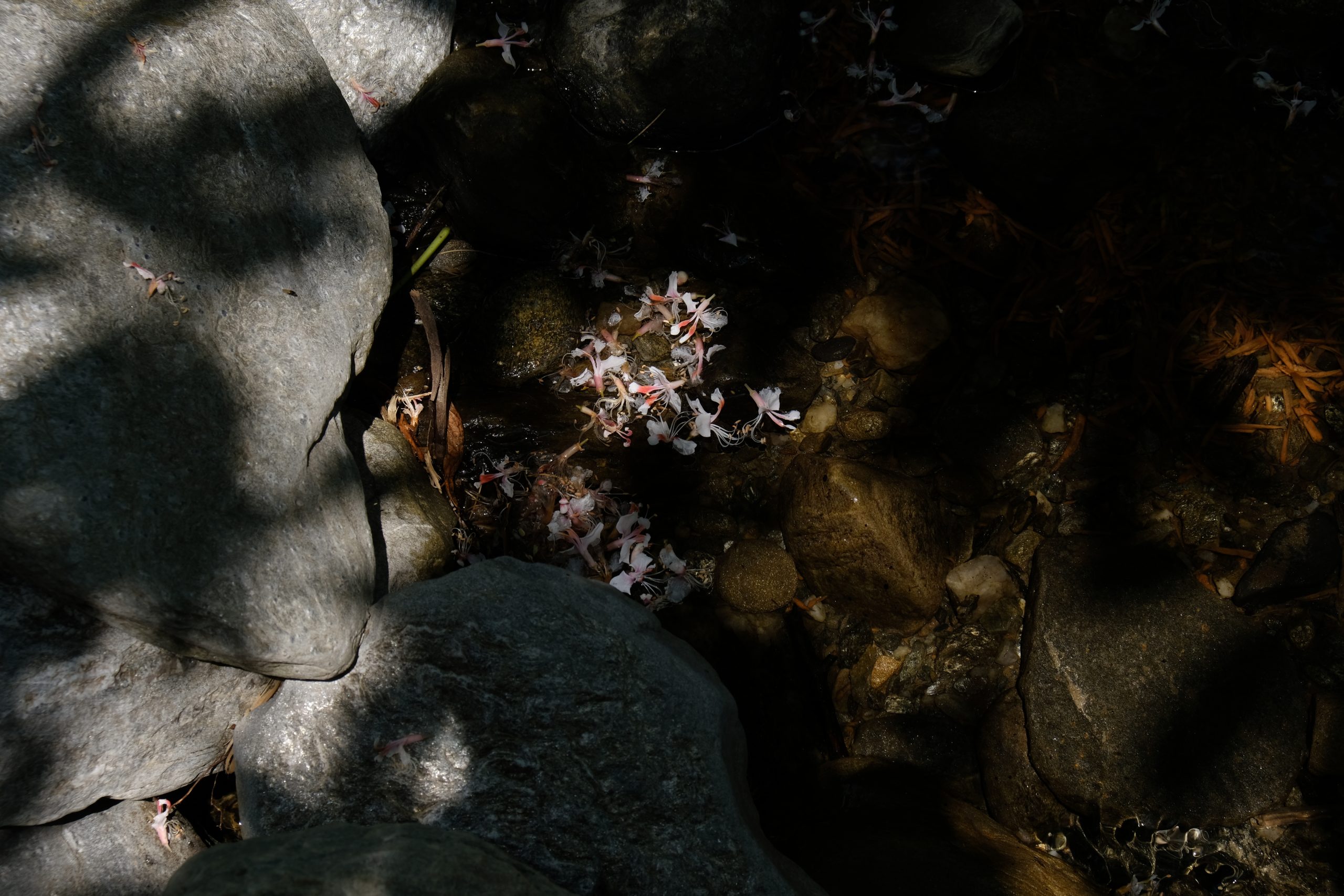 River Walk Adventure with Ailyak: Where the Trail Follows the Flow